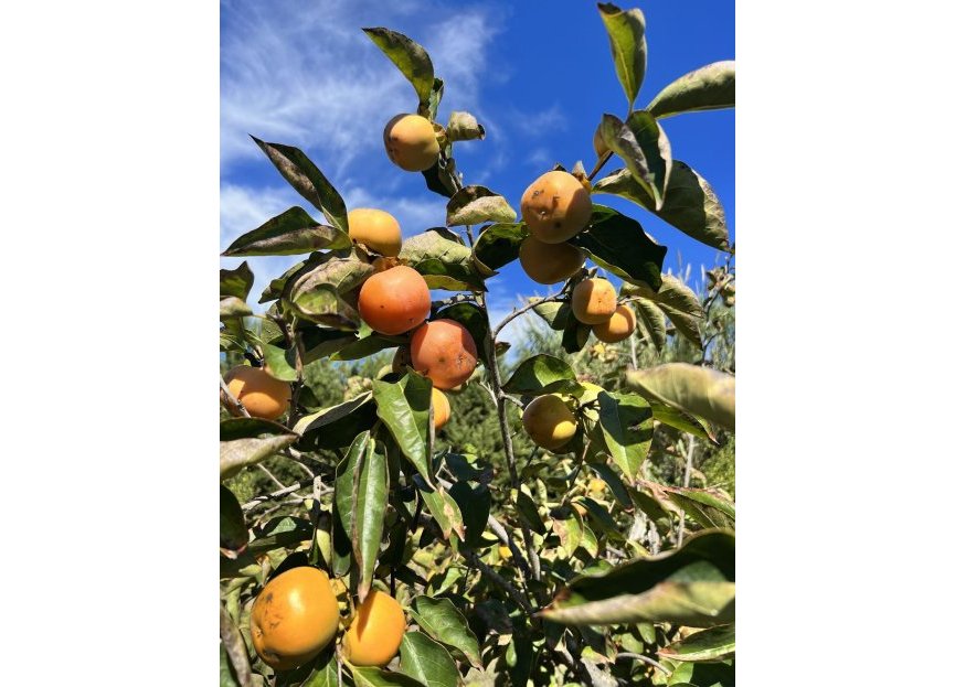 Reventa - House - Finca - Cortijo - Estepona - New Golden Mile