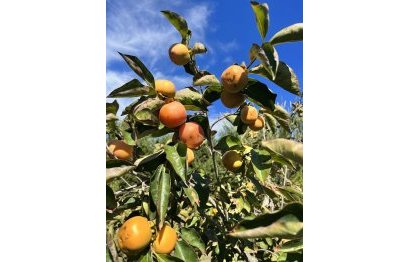 Reventa - House - Finca - Cortijo - Estepona - New Golden Mile