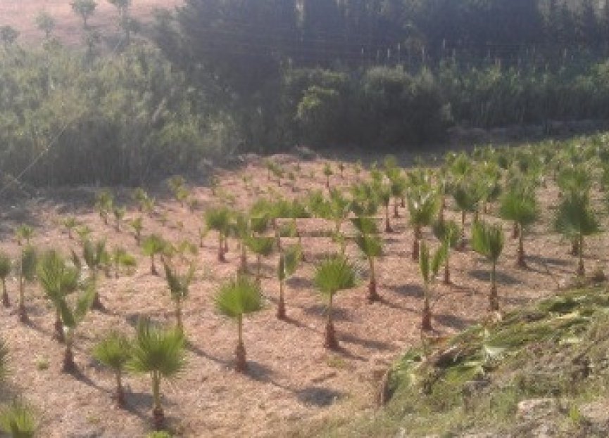 Resale - Plot - Land - Estepona - Estepona Centro