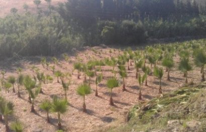 Resale - Plot - Land - Estepona - Estepona Centro