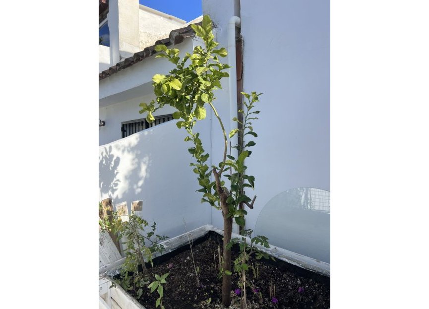 Reventa - House - Townhouse - Marbella - Nueva Andalucia