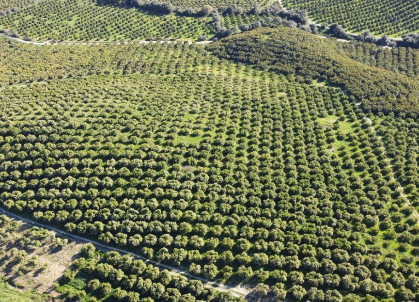 Resale - Plot - Land - Casares - Casares Centro