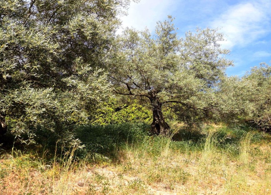 Resale - House - Finca - Cortijo - Alhaurín el Grande - Alhaurín el Grande Centro