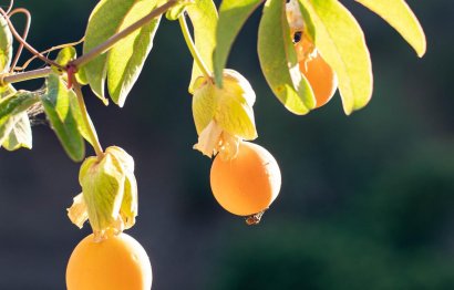 Reventa - Plot - Land - Estepona - Estepona Centro