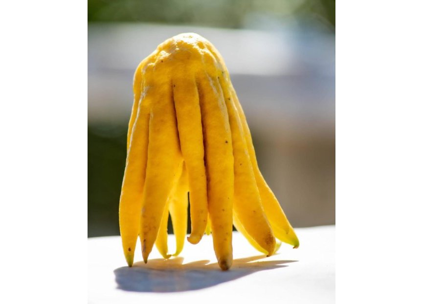 Reventa - Plot - Land - Estepona - Estepona Centro