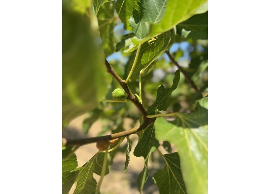 Reventa - House - Detached Villa - Estepona - Estepona Centro