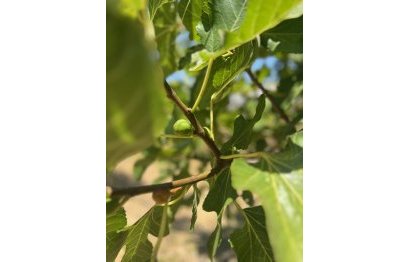 Reventa - House - Detached Villa - Estepona - Estepona Centro