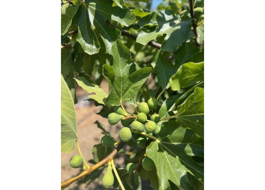 Reventa - House - Detached Villa - Estepona - Estepona Centro