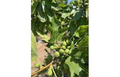 Reventa - House - Detached Villa - Estepona - Estepona Centro